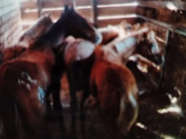 公马, Horses