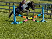 Horse (M), Pinto horses — photo 2