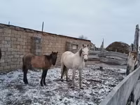 Yegua, Caballos — foto 1