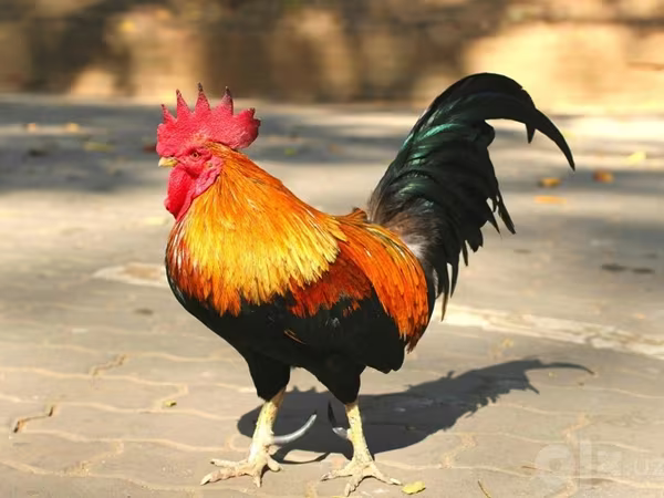 Chickens