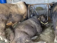 公牛, Swiss cattle — 照片 7