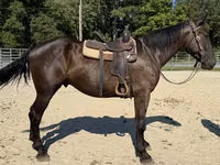 Caballo, Caballos — foto 4