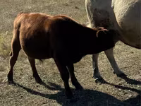 Toro, Vaca roja sin cuernos — foto 6