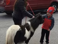 حصان, Miniature horse — الصورة 7