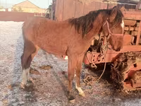 حصان, Thoroughbred horse — الصورة 1