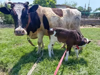 Cow, Simmental cattle — photo 7