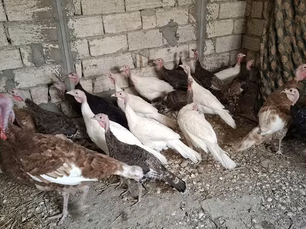 Blanca de pechuga ancha