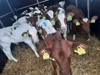 सांड, Simmental cattle — फ़ोटो 1