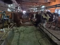 Vaca, Raza Holstein — foto 4