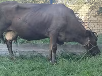 Vaca, Swiss cattle — foto 5
