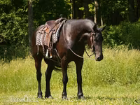 Horse (M), Friesian — photo 4