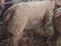 Ram, Charollais sheep — photo 1