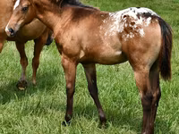 母马, Appaloosa — 照片 1