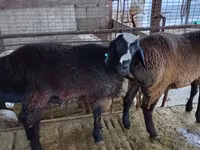 Carnero, Blackheaded Persian sheep — foto 4