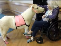فرس, Miniature horse — الصورة 4