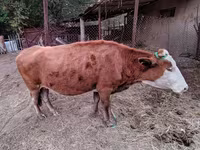 Kuh, Latvian Blue cattle — Foto 2