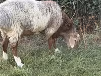 Ram, Rhon sheep — photo 1