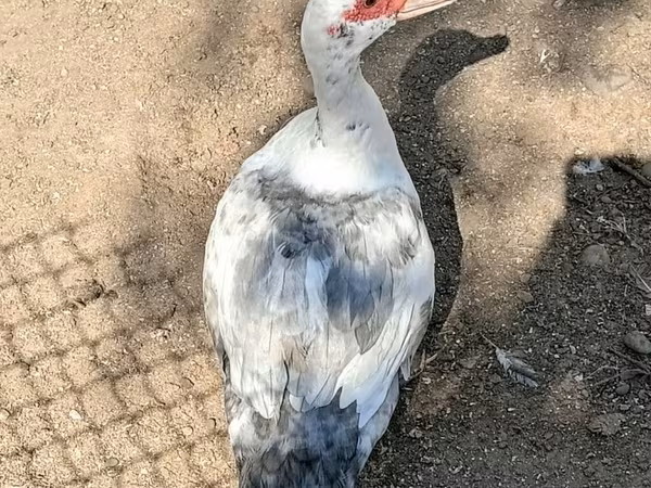 मुलार्ड