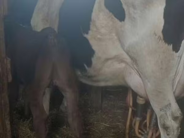 Cow, Holstein breed
