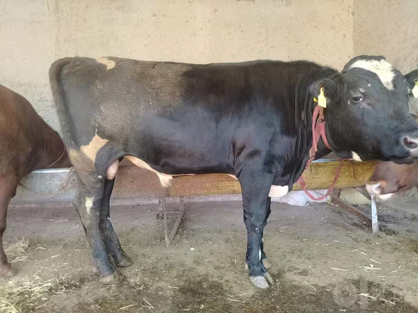 Bull, Simmental cattle