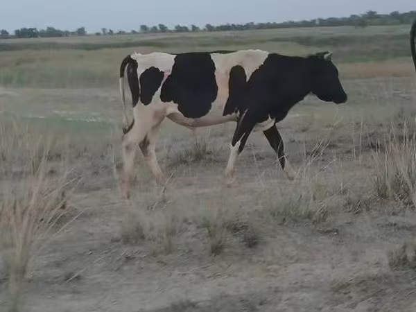 Toro, Raza Holstein