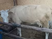 Kuh, Latvian Blue cattle — Foto 4