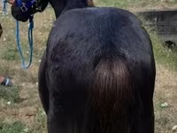 حصان, Dutch warmblood horse — الصورة 3