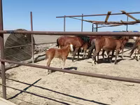 Stute, Kazakh horse — Foto 1