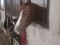 Mare, Karabakh horse — photo 1