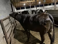Cow, Brahman — photo 8