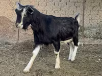 Ziegenbock, Alpine goat — Foto 3
