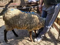 Carnero, Ovejas — foto 5
