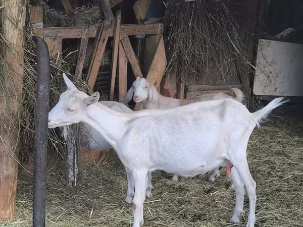 Коза, Альпийская коза