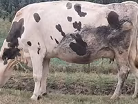 بقرة, Russian Black pied cattle — الصورة 3
