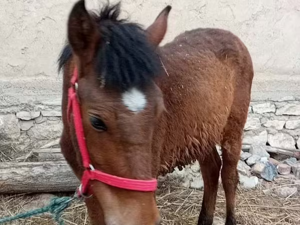Horse (M), Horses