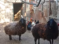 Schaf, Karabakh sheep — Foto 5