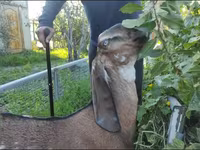 Ziege, Beetal goats — Foto 2