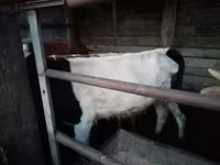 Toro, Simmental cattle — foto 6