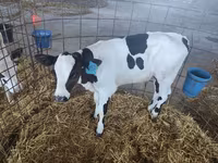 母牛, Swiss cattle — 照片 8
