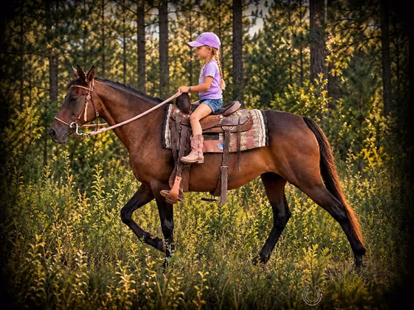 घोड़ी, Quarter Horse