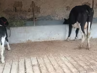 بقرة, Latvian Blue cattle — الصورة 6