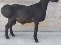 Carnero, Hissar sheep — foto 1