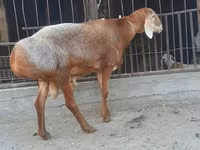 公羊, Saryarka sheep — 照片 3