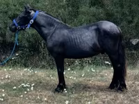 حصان, Dutch warmblood horse — الصورة 1