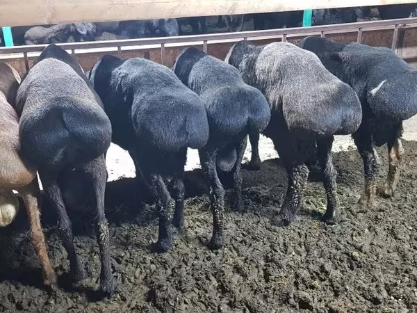 كبش, Hissar sheep