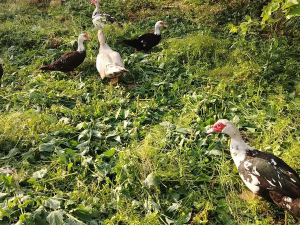 Turkeys