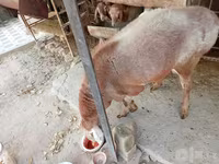 Ram, Arashan sheep — photo 2