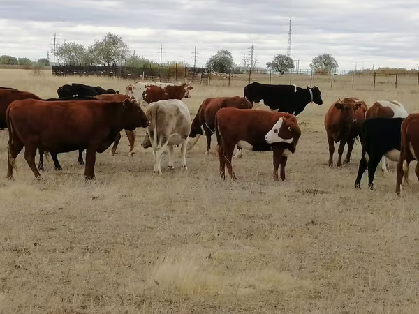 بقرة, Swiss cattle