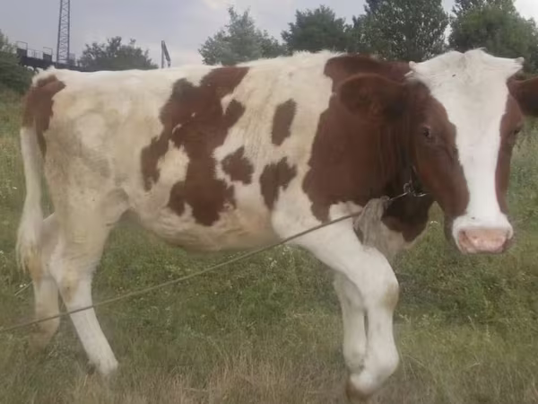 Cow, Swiss cattle