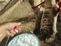 Vaca, Raza Holstein — foto 6